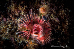 Red Tubeworm by Marco Gargiulo 